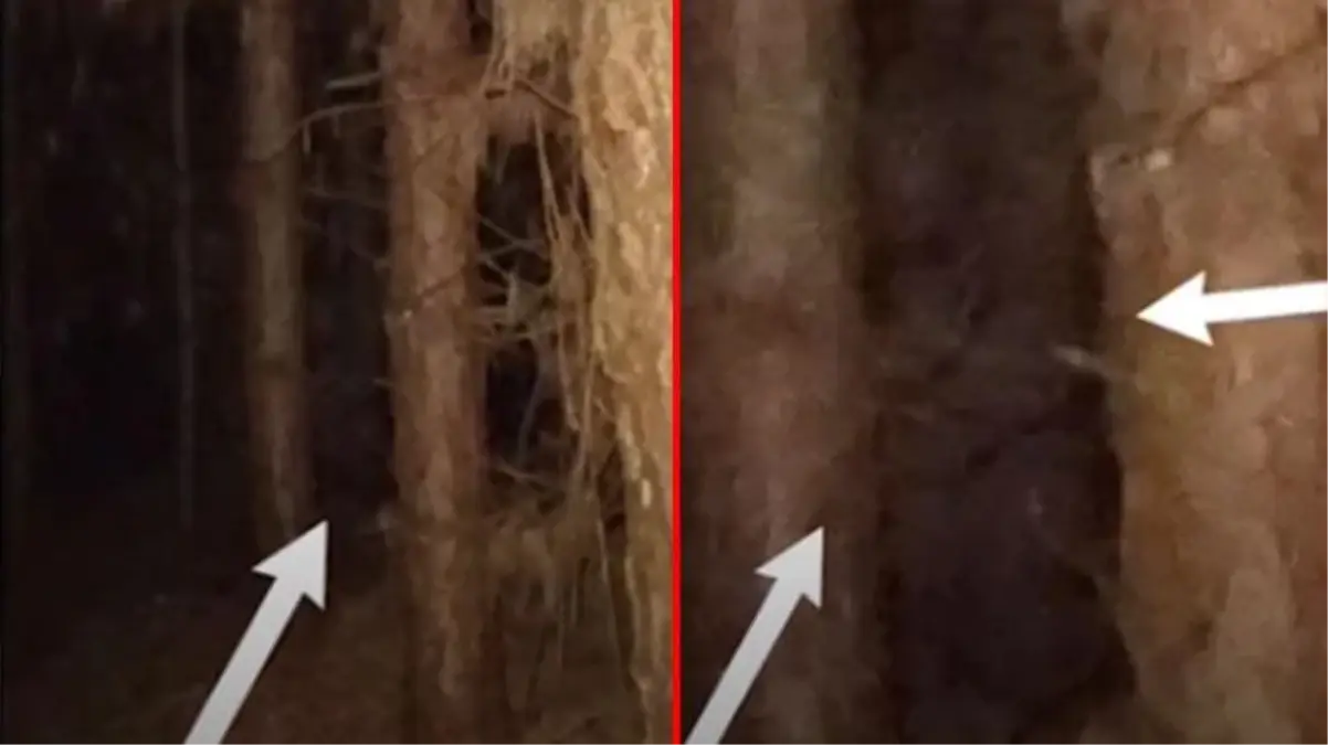 Gece yarısı ormana giren Youtuber'ın zor anları! Esrarengiz koca ayak karşısına çıktı