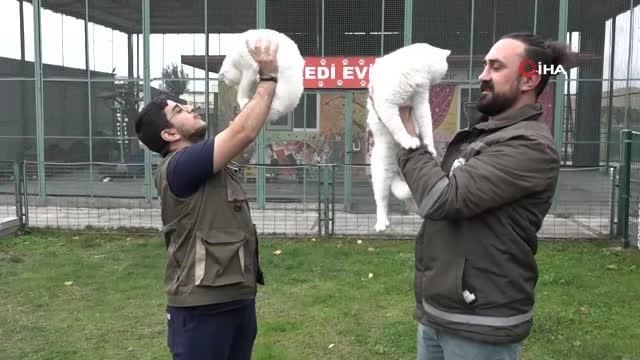 İstanbul&#39;da boşanan çift kedileri paylaşamadı, kediler barınağa kaldı