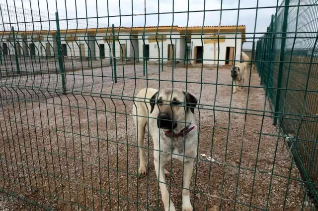 Kangal Yetiştirme Çiftliği hizmete açıldı
