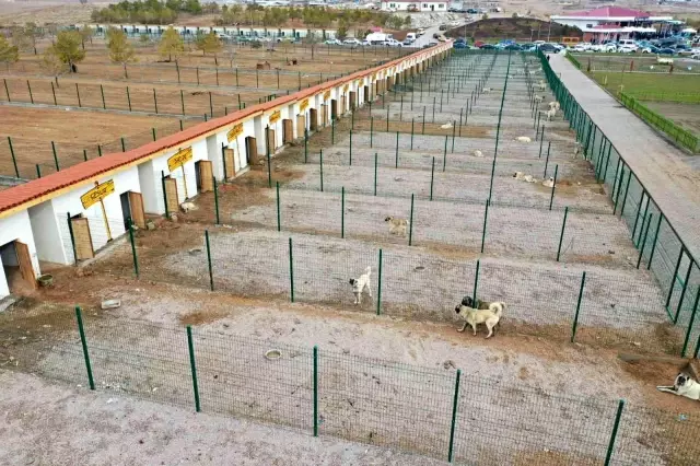 Kangal Yetiştirme Çiftliği hizmete açıldı