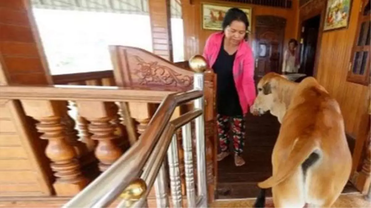 Kocasının inek olarak yeniden dünyaya geldiğine inanan kadın, inekle evlendi