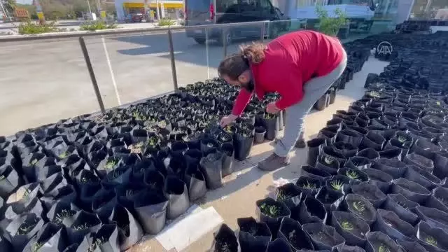 Mühendis çift, yanan ormanlık alanların yeşillendirilmesi için fidan yetiştiriyor