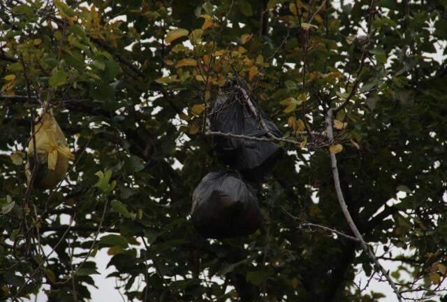 Pes dedirten görüntü! 4. kattan atılan çöp poşetleri, dut ağacını çöplüğe çevirdi