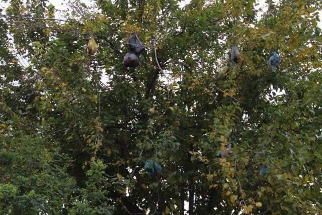 Pes dedirten görüntü! 4. kattan atılan çöp poşetleri, dut ağacını çöplüğe çevirdi