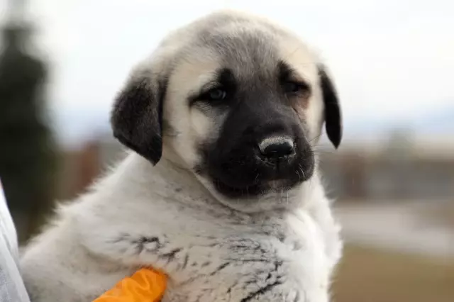 Sivas'ın dünyaca ünlü Kangal köpeği için yetiştirme çiftliği hizmete girdi