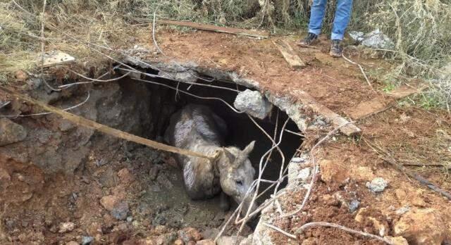Tüm köy yerin altından gelen sese kilitlendi! Kayıp at, toprağın altından çıkarıldı Tüm köy yerin altından gelen sese kilitlendi! Kayıp at, toprağın altından çıkarıldı