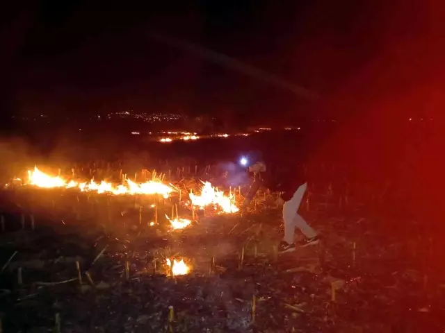 Düzce'de anız yangını orman yangınına dönüştü