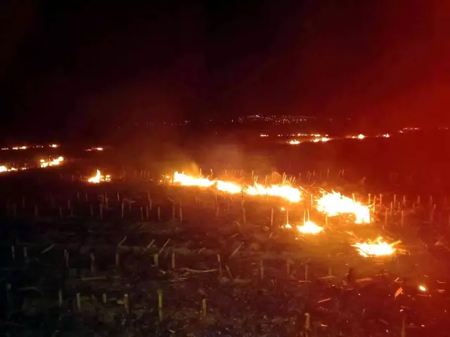 Düzce'de anız yangını orman yangınına dönüştü