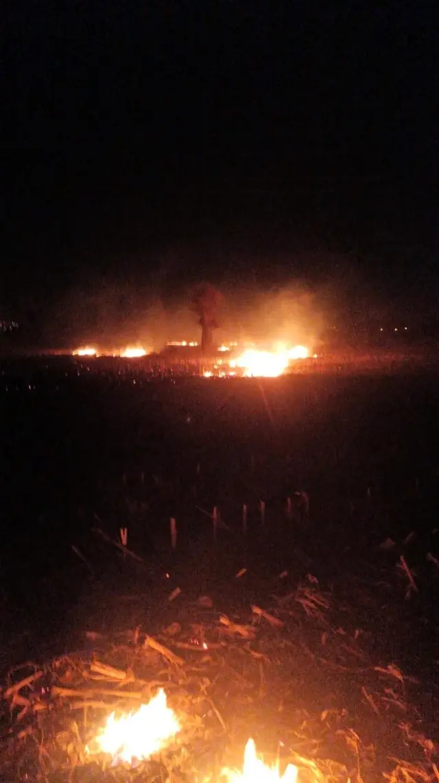 Düzce'de anız yangını orman yangınına dönüştü