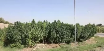 İşgal: Ekonomik krizdeki Afganistan'da dünya uyuşturucu trafiğinin kaynağı kenevir ekimi sürüyor İşgal: Ekonomik krizdeki Afganistan'da dünya uyuşturucu trafiğinin kaynağı kenevir ekimi sürüyor