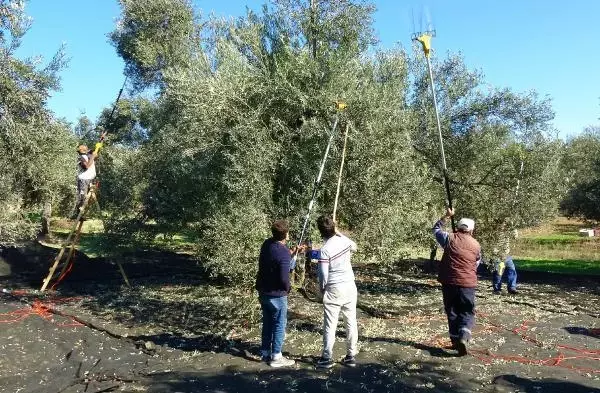 ZEYTİN AĞACI SAYISI YÜZDE 50 ARTAN TÜRKİYE, YENİ REKORLARA GİDİYOR