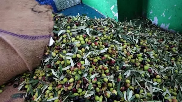ZEYTİN AĞACI SAYISI YÜZDE 50 ARTAN TÜRKİYE, YENİ REKORLARA GİDİYOR