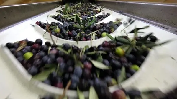 ZEYTİN AĞACI SAYISI YÜZDE 50 ARTAN TÜRKİYE, YENİ REKORLARA GİDİYOR