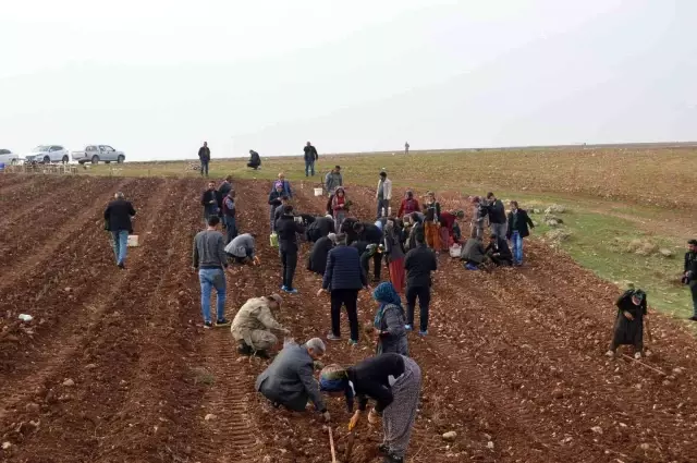 Kızılin'de lavanta yolu projesi hayata geçirildi