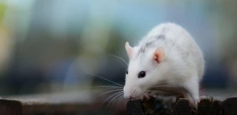 ruyada fare gormek ne anlama gelir ruyada beyaz fare gormek neye isaret eder ruyada fare yakalamak ne demektir ruyada fare oldurmek neye alamettir