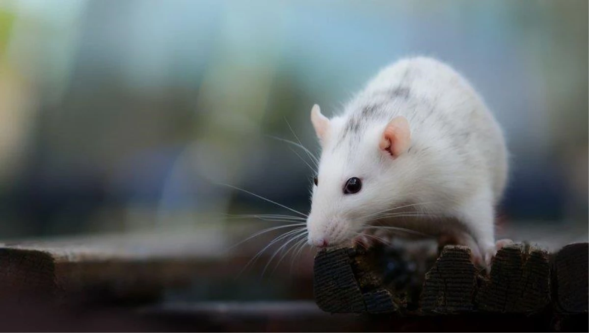Rüyada fare görmek ne anlama gelir? Rüyada beyaz fare görmek neye