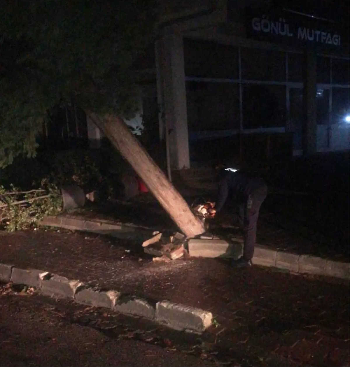 Yalova'da kuvvetli lodos nedeniyle ağaç devrildi