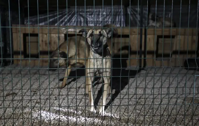 Son dakika gündem: Barınakta kalan 55 köpek yangından son anda kurtarıldı