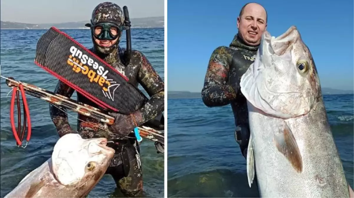 Hobi amaçlı dalış yapan vatandaş, zıpkınla 55 kiloluk akya balığı avladı