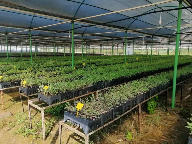 Mersin'de üretilen okaliptus fidanları toprakla buluşmaya hazır