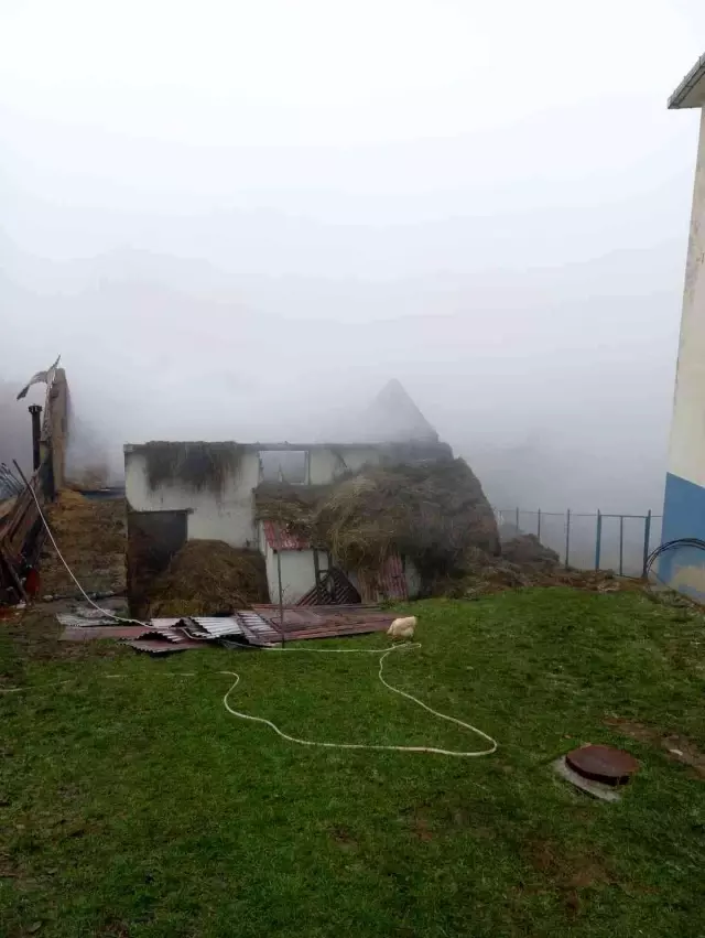 Son dakika haberleri... Ordu'da ahır yangınında 3 hayvan telef oldu