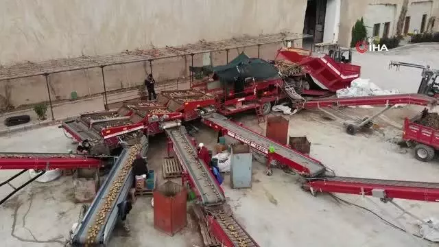 Patatesler, talebe göre iç ve dış piyasaya sevk ediliyor
