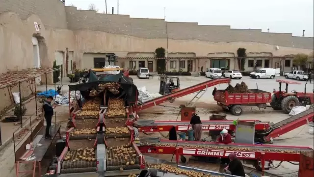 Patatesler, talebe göre iç ve dış piyasaya sevk ediliyor