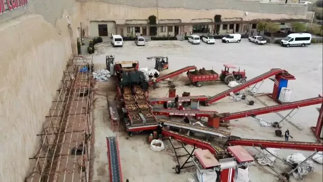 Patatesler, talebe göre iç ve dış piyasaya sevk ediliyor