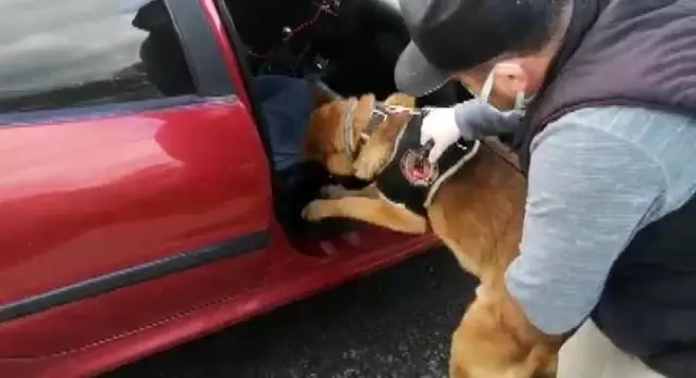 Uyuşturucu sevkiyatı narkotik köpeği 'Dino'ya takıldı
