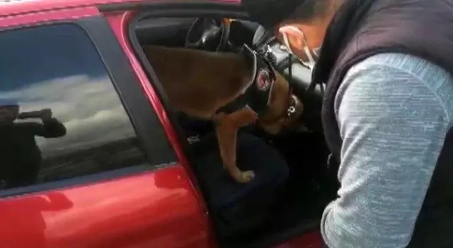 Uyuşturucu sevkiyatı narkotik köpeği 'Dino'ya takıldı