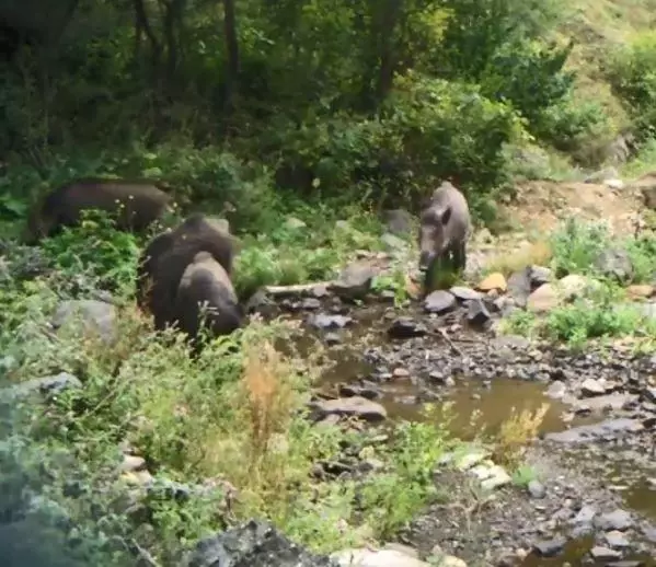 Artvin'de yaban hayatı fotokapanla görüntülendi