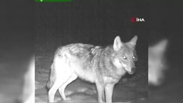 Artvin'de yaban hayatı fotokapanla görüntülendi