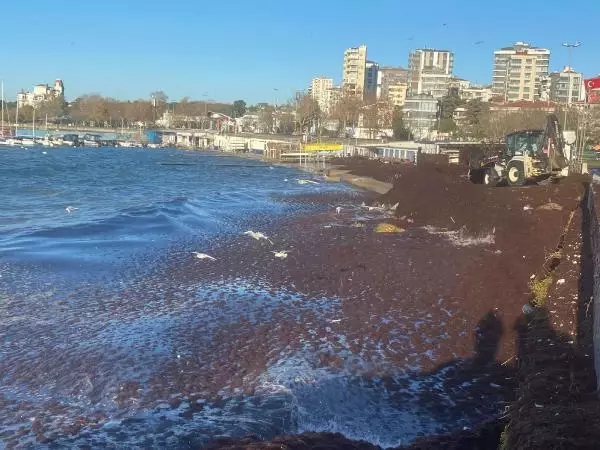 KADIKÖY'DE SAHİLİ YİNE KIRMIZI YOSUN SARDI