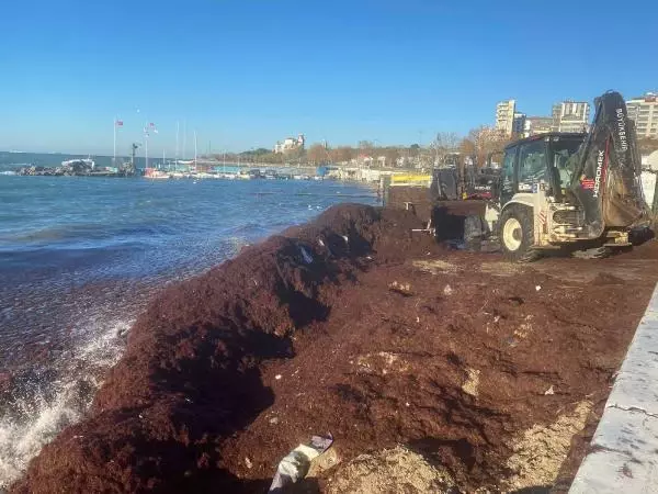 KADIKÖY'DE SAHİLİ YİNE KIRMIZI YOSUN SARDI