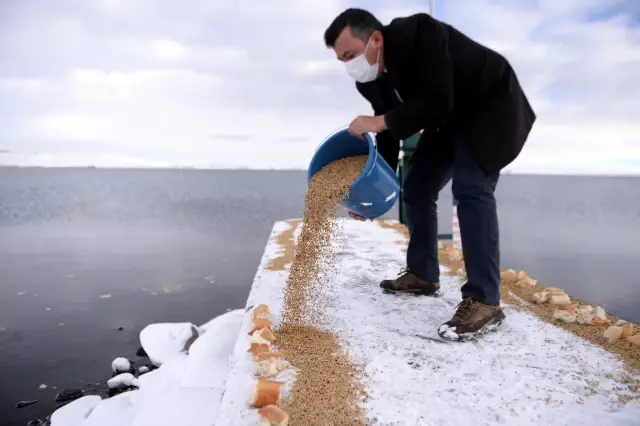 Karla kaplanan Çıldır Gölü çevresinde doğaya yem bırakıldı