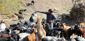 Nesli tükenme tehlikesi altındaki tiftik keçisi destekle korunuyor