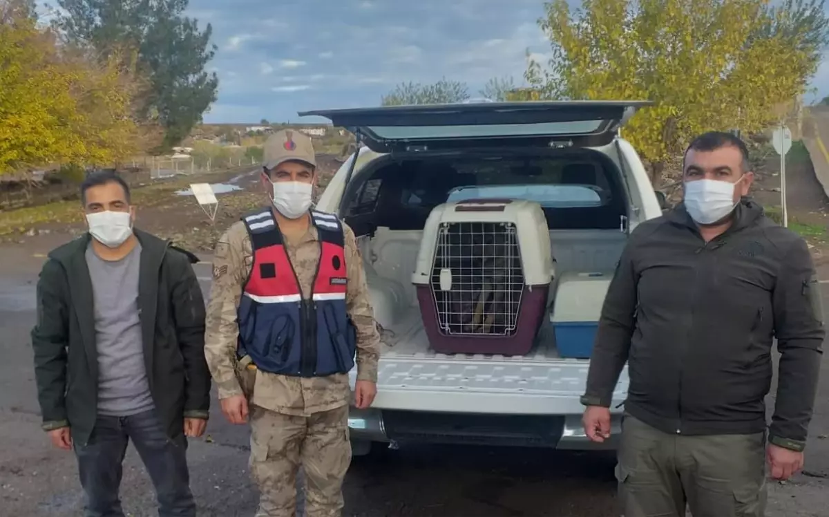 Şanlıurfa'da yaralı bulunan kurt yavrusu tedavi altına alındı