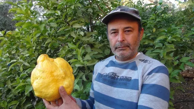 2 kiloluk dev limonu görenler şaşırıp kalıyor! Bin liradan satışa çıktı 2 kiloluk dev limonu görenler şaşırıp kalıyor! Bin liradan satışa çıktı