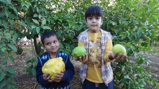 2 kiloluk dev limonu görenler şaşırıp kalıyor! Bin liradan satışa çıktı 2 kiloluk dev limonu görenler şaşırıp kalıyor! Bin liradan satışa çıktı