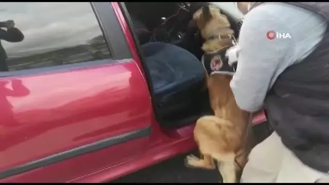 Uyuşturucu sevkiyatı narkotik köpeği 'Dino'ya takıldı