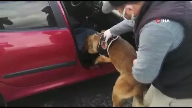 Uyuşturucu sevkiyatı narkotik köpeği 'Dino'ya takıldı