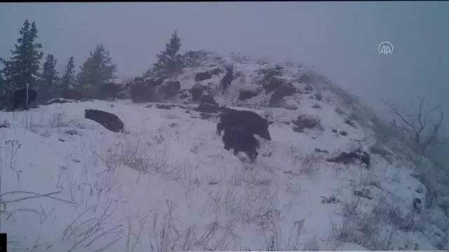 Yaban hayatı fotokapan görüntülerine yansıdı