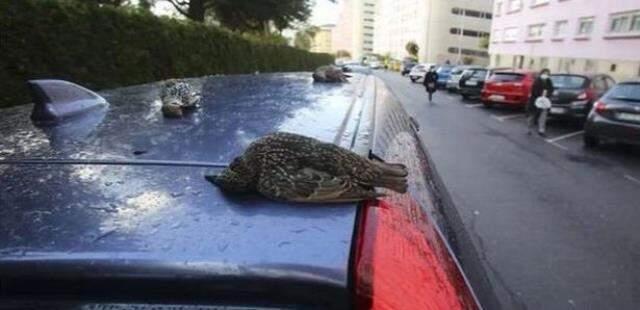 Anlam verilemeyen olay! Gökten bir anda ölü kuş yağmaya başladı Anlam verilemeyen olay! Gökten bir anda ölü kuş yağmaya başladı