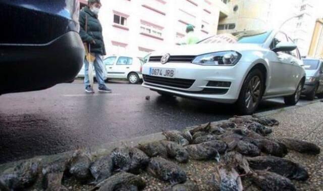 Anlam verilemeyen olay! Gökten bir anda ölü kuş yağmaya başladı Anlam verilemeyen olay! Gökten bir anda ölü kuş yağmaya başladı