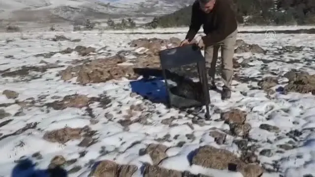 Girdiği kümeste yakalanan vaşak doğaya bırakıldı