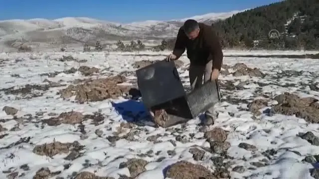 Girdiği kümeste yakalanan vaşak doğaya bırakıldı