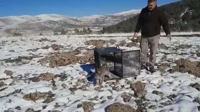Girdiği kümeste yakalanan vaşak doğaya bırakıldı