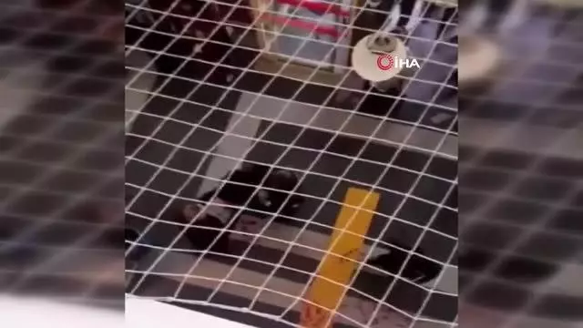 Son dakika haber | Hastanede karşılaşan husumetli aileler arasında bıçaklı kavga: 2'si ağır 3 yaralı