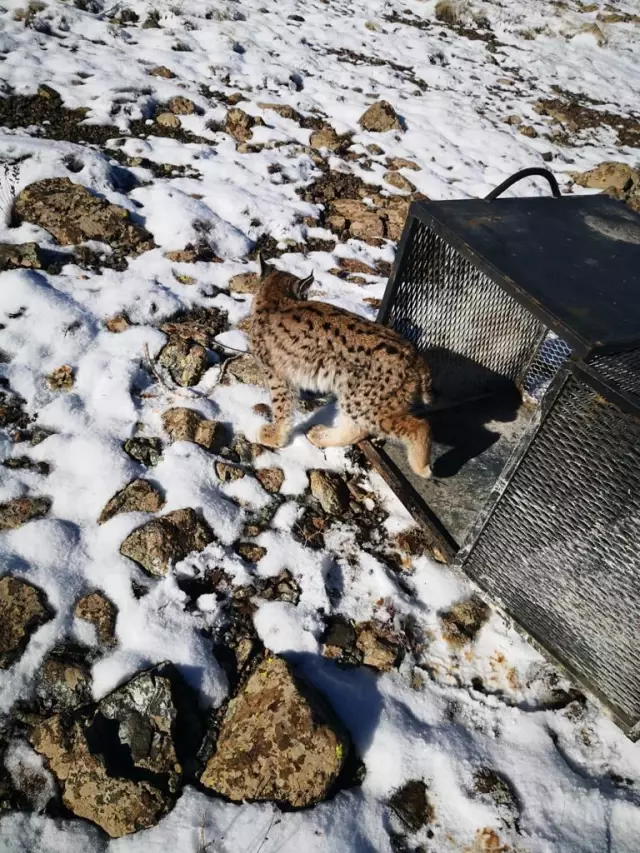 Girdiği kümeste yakalanan vaşak doğaya bırakıldı