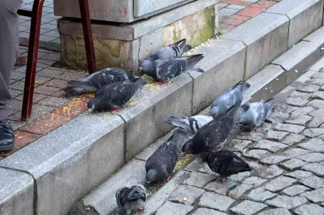Rize'nin 'Güvercin babası' 13 yıldır kuşları elleriyle besliyor
